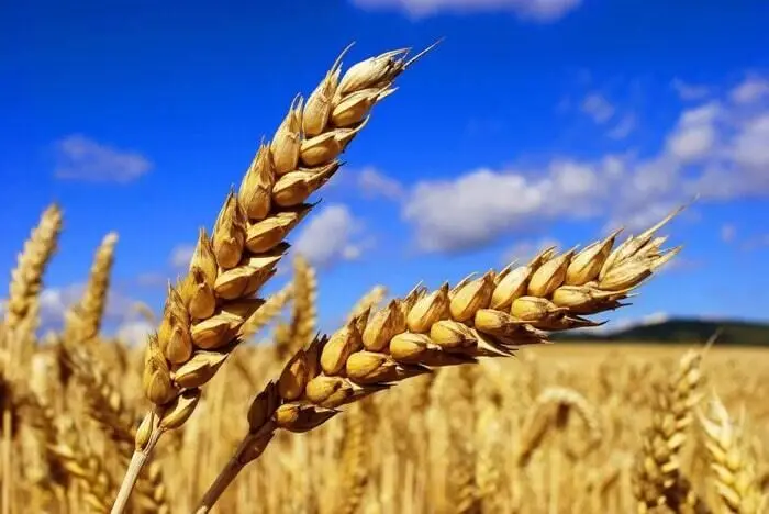 تازه ترین اخبار گندم امروز پنجشنبه ۱۹ تیر ماه ۱۴۰۴ | امروز از خرید تضمینی گندم چه خبر؟ 