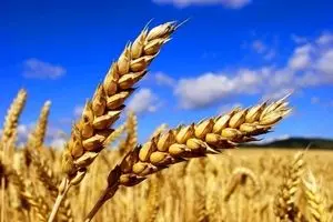 تازه ترین اخبار گندم امروز پنجشنبه ۱۹ تیر ماه ۱۴۰۴ | امروز از خرید تضمینی گندم چه خبر؟ 