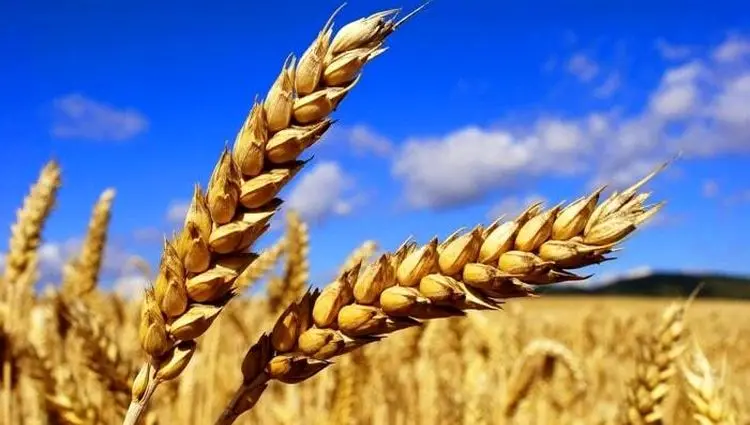 تازه ترین اخبار گندم امروز پنجشنبه ۱۹ تیر ماه ۱۴۰۴ | امروز از خرید تضمینی گندم چه خبر؟ 