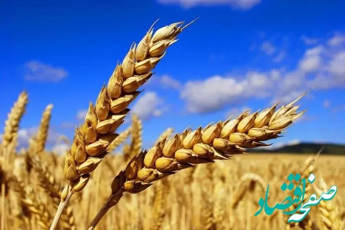 تازه ترین اخبار گندم امروز پنجشنبه ۱۹ تیر ماه ۱۴۰۴ | امروز از خرید تضمینی گندم چه خبر؟ 