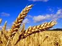 تازه ترین اخبار گندم امروز پنجشنبه ۱۹ تیر ماه ۱۴۰۴ | امروز از خرید تضمینی گندم چه خبر؟ 