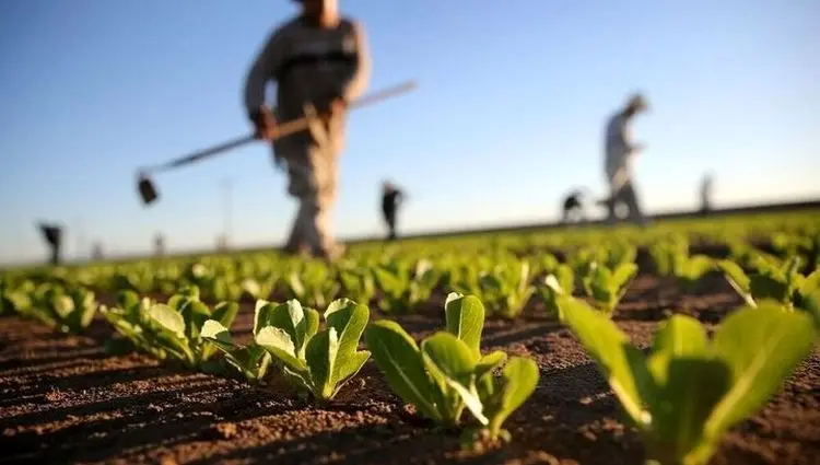 اولین طرح رسمی استفاده از هوش مصنوعی در کشاورزی + جزئیات