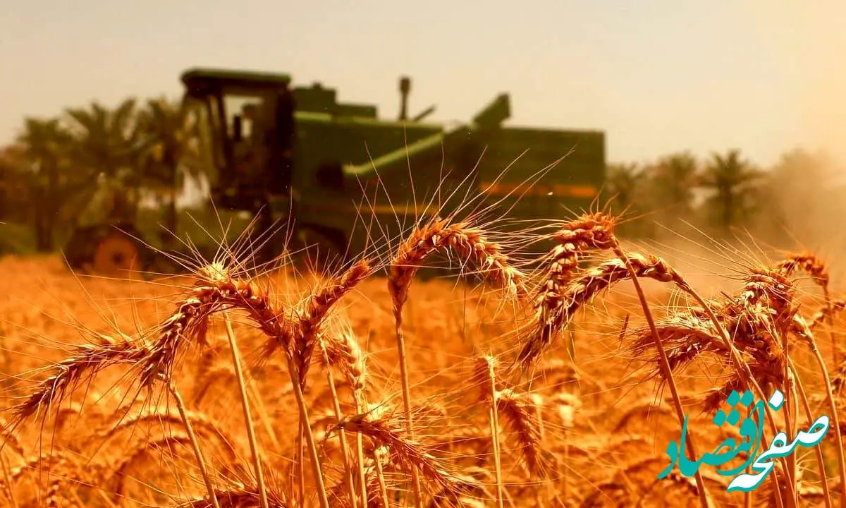 آیا گندم به جای سیلو راهی دامداریها میشود؟ | گندم یا علوفه؟ سرنوشت طلای زرد در دستان قیمتها! | خطر تبدیل گندم به خوراک دام با نرخ پایین خرید