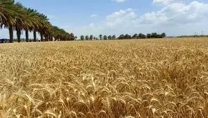 آخرین خبر از خرید تضمینی گندم استان ایلام 
