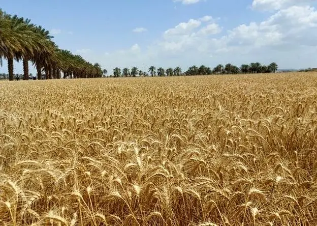 آخرین خبر از خرید تضمینی گندم استان ایلام 