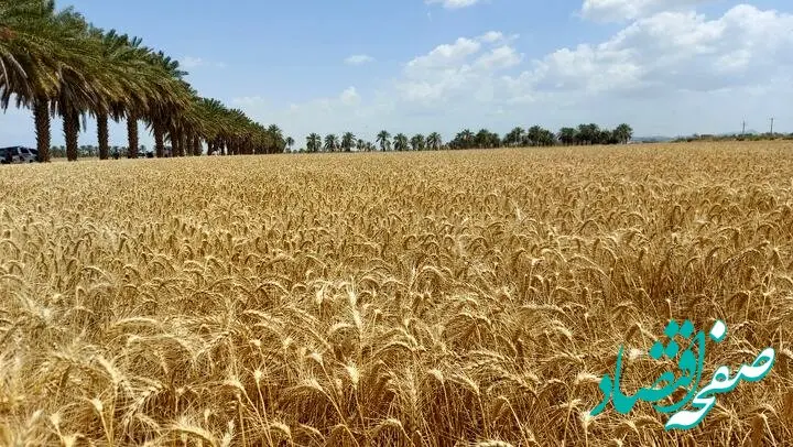 آخرین خبر از خرید تضمینی گندم استان ایلام 