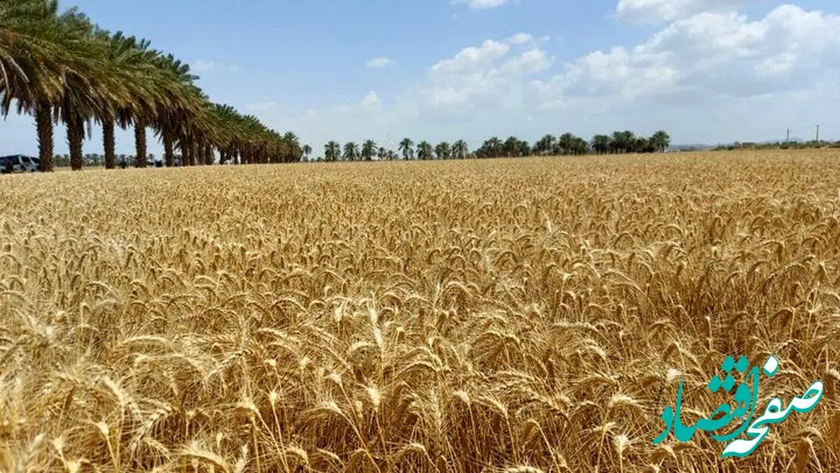آخرین خبر از خرید تضمینی گندم استان ایلام