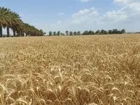 آخرین خبر از خرید تضمینی گندم استان ایلام 