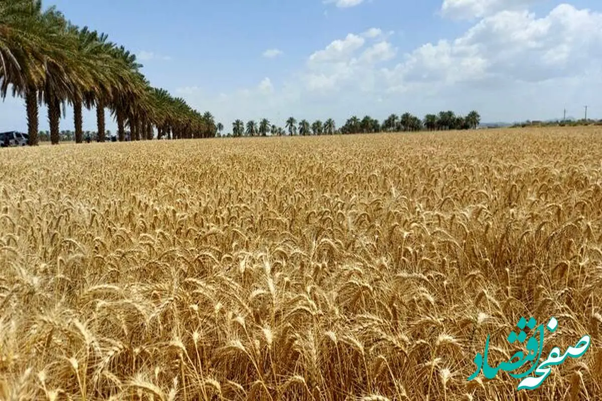 آخرین خبر از خرید تضمینی گندم استان ایلام