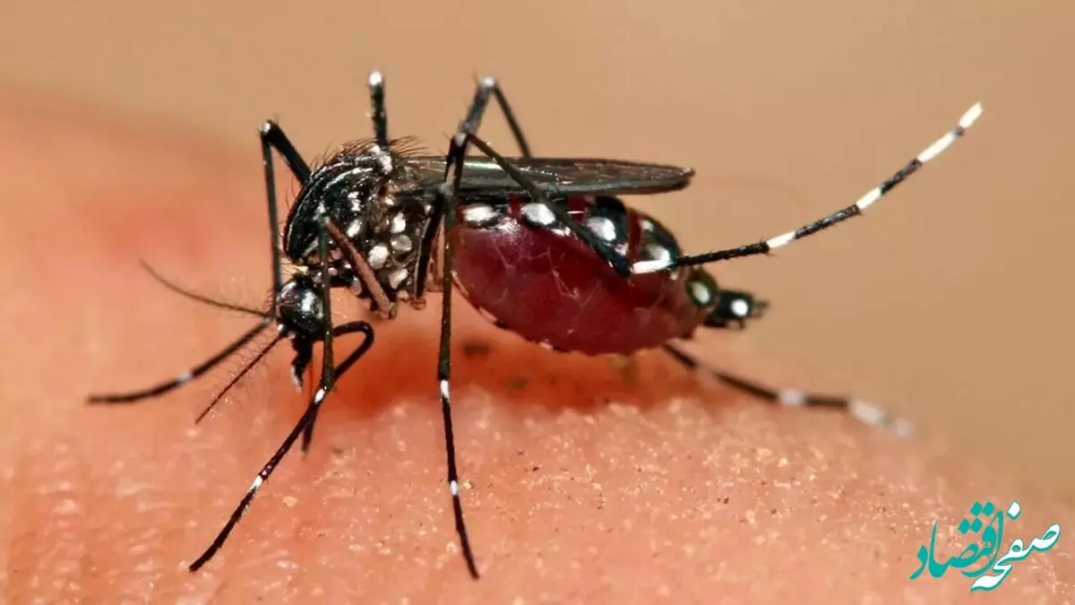 مراقب باشید؛ تب دنگی به این استان هم رسید