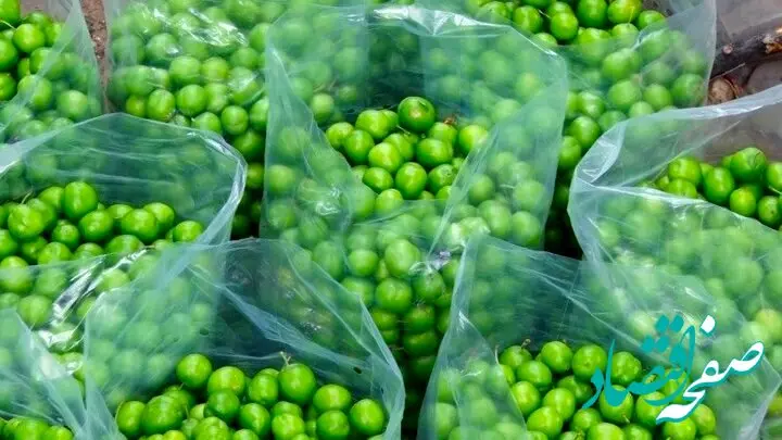 نوبرانه‌ها ارزان شدند/ کاهش عجیب قیمت گوجه سبز