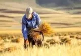 گندم‌کاران دلسرد شدند/ کشاورزان پول محصول خود را می‌خواهند، نه وعده
