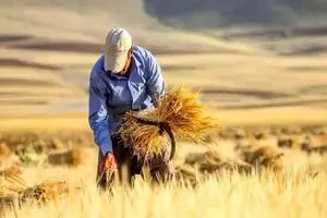 گندم‌کاران دلسرد شدند/ کشاورزان پول محصول خود را می‌خواهند، نه وعده
