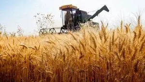 اخبار روزانه گندم؛ پیش‌بینی تولید ۱۱ هزار تن گندم و جو در هیرمند
