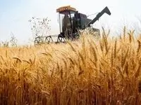 اخبار روزانه گندم؛ پیش‌بینی تولید ۱۱ هزار تن گندم و جو در هیرمند