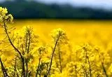 برداشت ۵ هزار تنی کلزا از دیمزارهای الوار گرمسیری