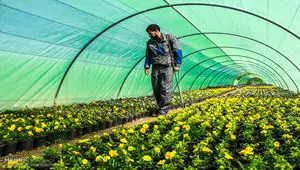 لزوم توسعه کشت گلخانه‌ای برای تضمین امنیت غذایی