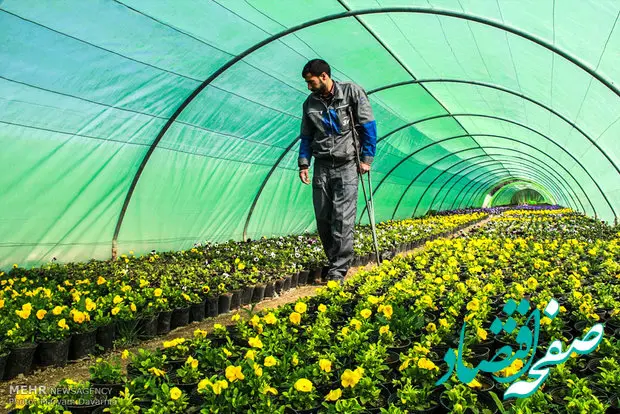 لزوم توسعه کشت گلخانه‌ای برای تضمین امنیت غذایی