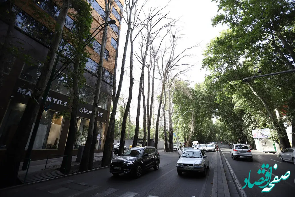 کسی که ۱۳ چنار خیابان ولیعصر را خشکاند، نقره داغ شد | هر درخت برای این متخلف چقدر آب خورد؟ 