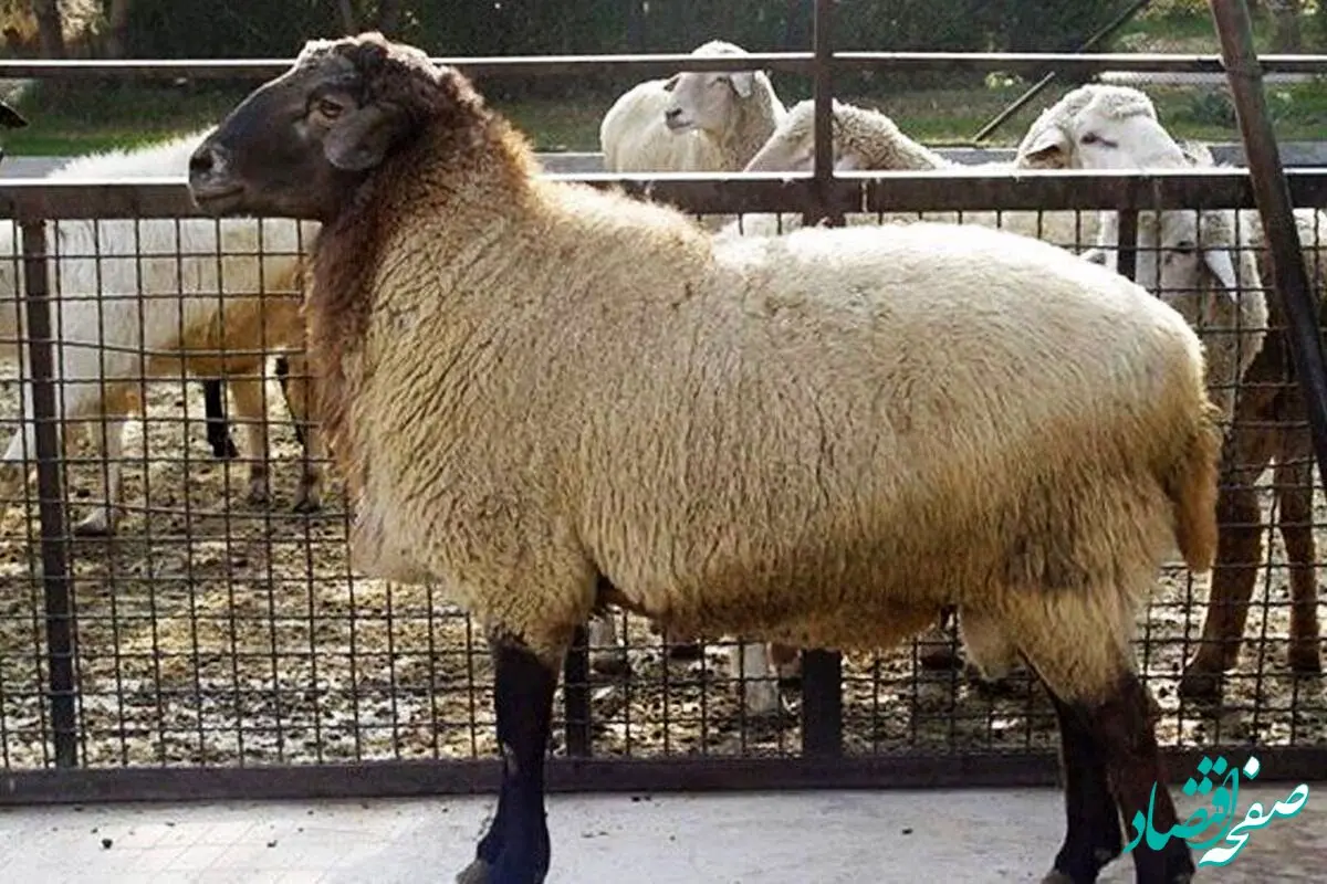 قیمت جدید دام زنده امروز پنجشنبه ۲۶ مهر ماه ۱۴۰۳ اعلام شد + جدول