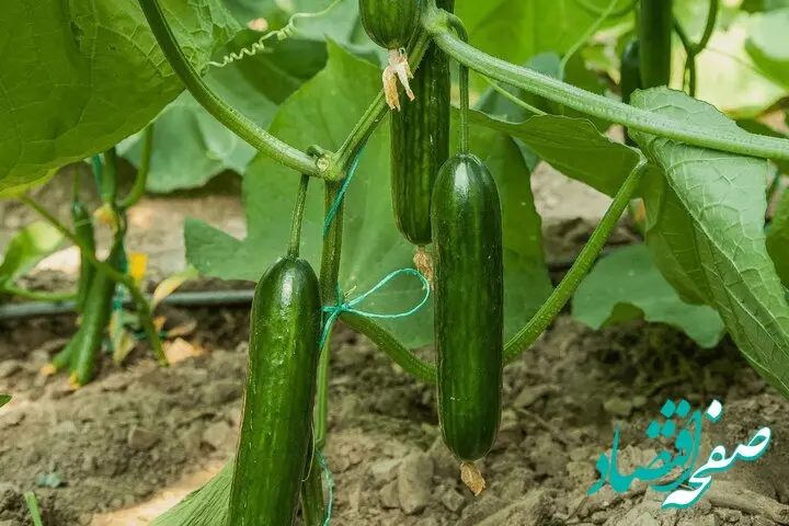 لاکچری بازی خیار ! قیمت این میوه در یک سال ۱۲۰ درصد افزایش یافت ! 