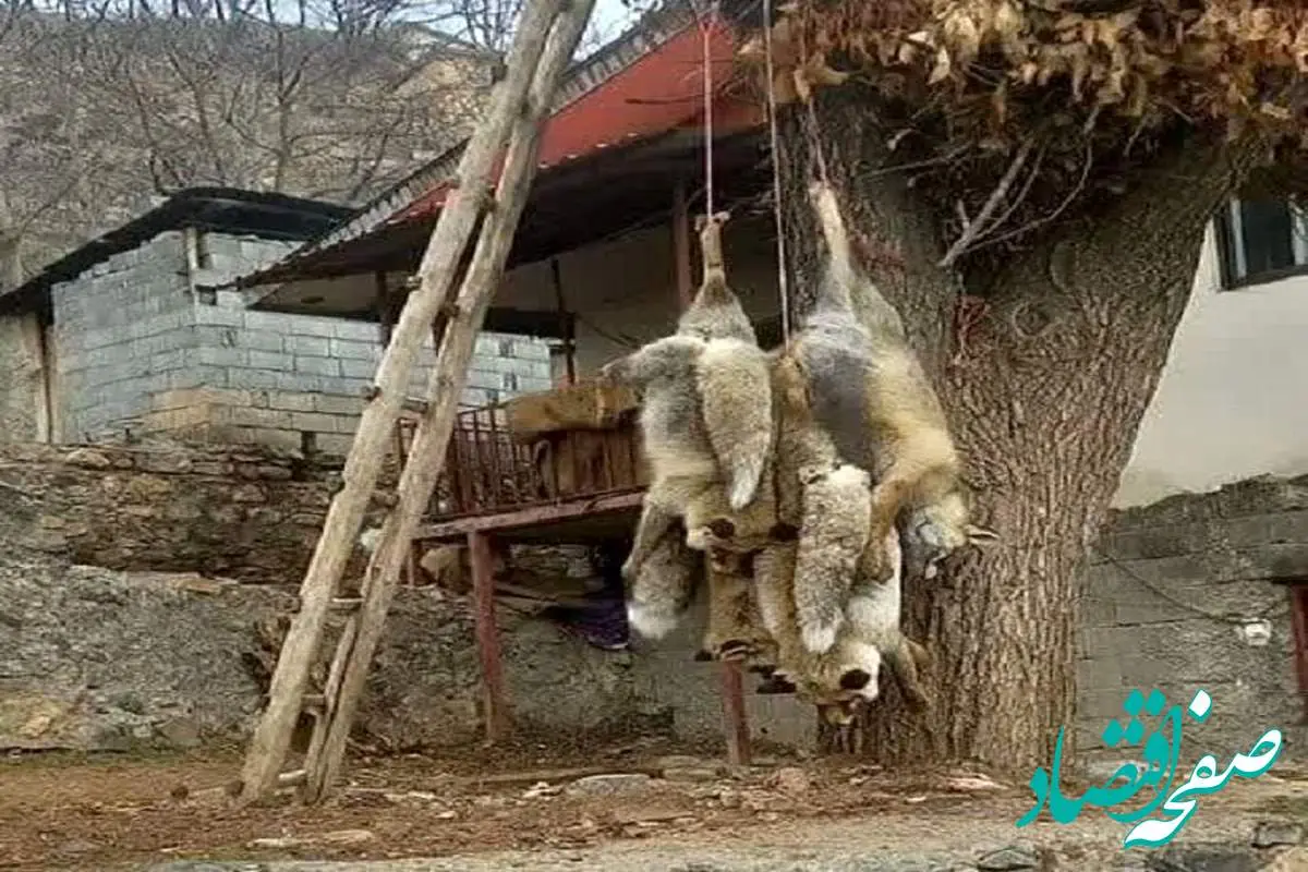 از ماجرای روباه های آویزان شده در چالوس تا دستگیری شکارچی
