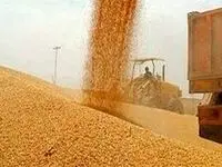 صدور مجوز واردات گندم صنف و صنعت + جزئیات