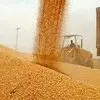 صدور مجوز واردات گندم صنف و صنعت + جزئیات