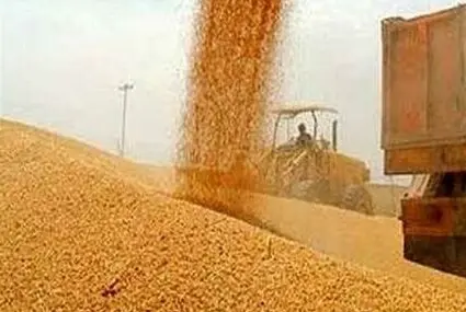 صدور مجوز واردات گندم صنف و صنعت + جزئیات