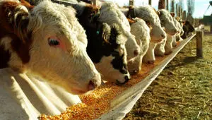 ثبت‌سفارش ذرت دامی و جو برای سال ۱۴۰۵ از امروز شنبه ۲۵ بهمن آغاز شد