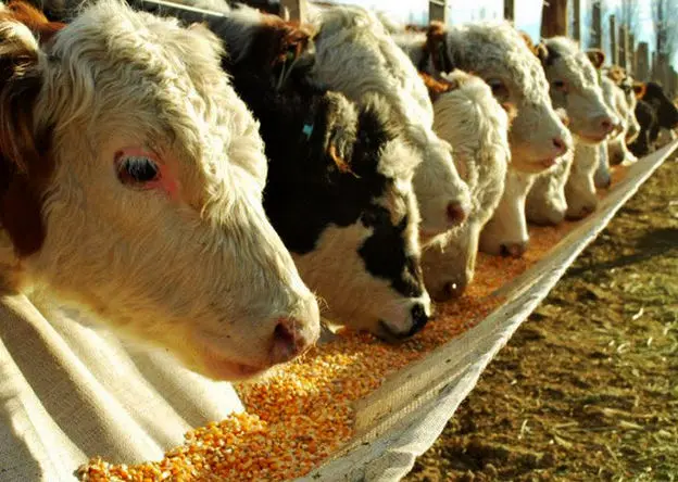 ثبت‌سفارش ذرت دامی و جو برای سال ۱۴۰۵ از امروز شنبه ۲۵ بهمن آغاز شد