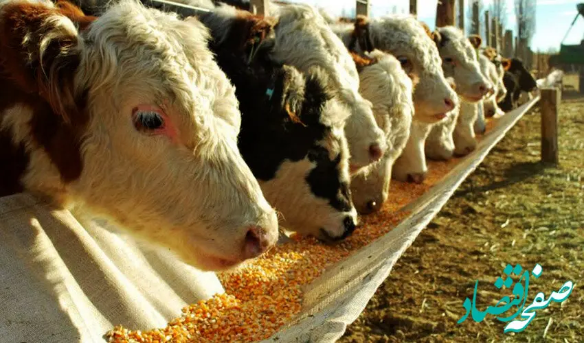 ثبت‌سفارش ذرت دامی و جو برای سال ۱۴۰۵ از امروز شنبه ۲۵ بهمن آغاز شد
