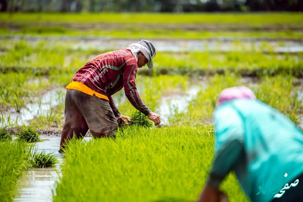 یک شرط برای کشاورزان 