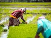 یک شرط برای کشاورزان 
