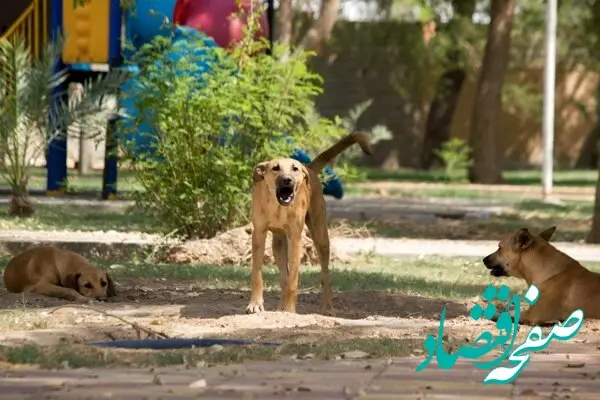 جزئیات حمله سگ به دانش آموزی در مدرسه 