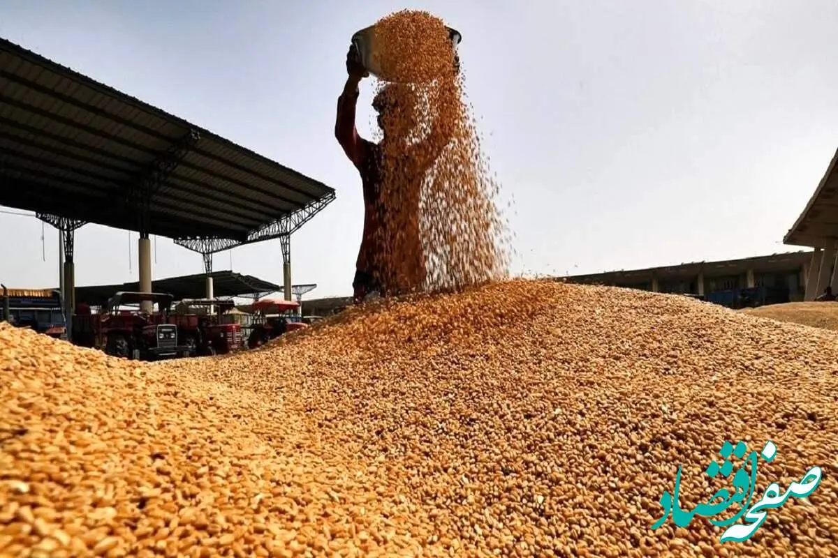 آخرین خبر از خرید تضمینی گندم امروز جمعه ۹ شهریور ماه ۱۴۰۳ | سازمان بازرسی به داد گندمکاران می رسد