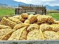 صادرات سیب زمینی تا آخر سال ممنوع شد