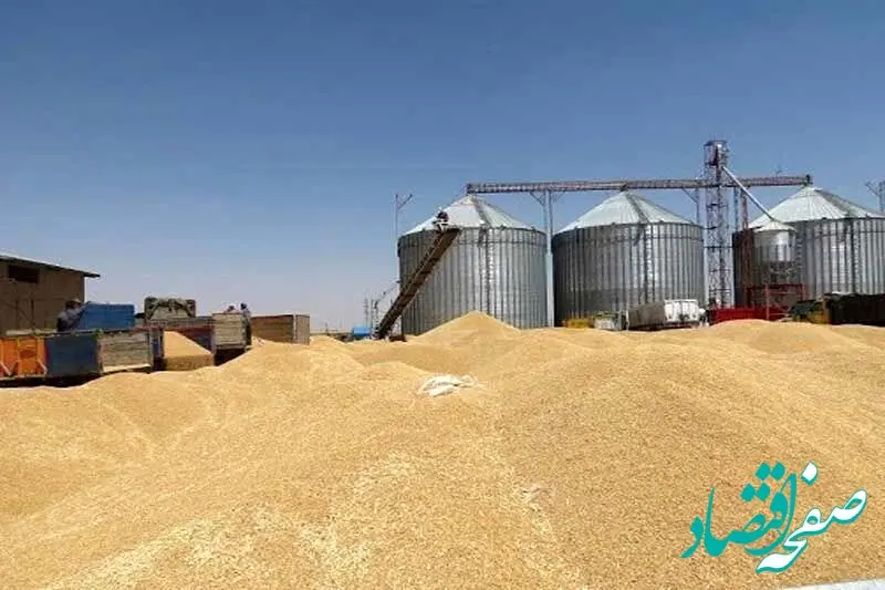 آخرین خبر از پرداخت مطالبات گندمکاران امروز چهارشنبه ۲۲ مرداد ماه ۱۴۰۴ | خرید تضمینی گندم به کجا رسید؟ 