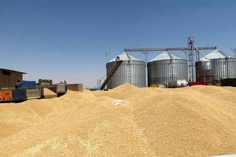 آخرین خبر از پرداخت مطالبات گندمکاران امروز چهارشنبه ۲۲ مرداد ماه ۱۴۰۴ | خرید تضمینی گندم به کجا رسید؟ 