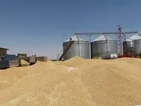 آخرین خبر از پرداخت مطالبات گندمکاران امروز چهارشنبه ۲۲ مرداد ماه ۱۴۰۴ | خرید تضمینی گندم به کجا رسید؟ 