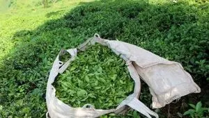 قیمت خرید تضمینی برگ سبز چای اعلام شد | افزایش ۷۲ درصدی قیمت برگ سبز چای