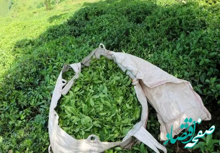 قیمت خرید تضمینی برگ سبز چای اعلام شد | افزایش ۷۲ درصدی قیمت برگ سبز چای