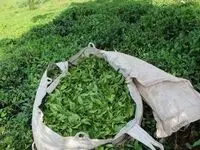 قیمت خرید تضمینی برگ سبز چای اعلام شد | افزایش ۷۲ درصدی قیمت برگ سبز چای