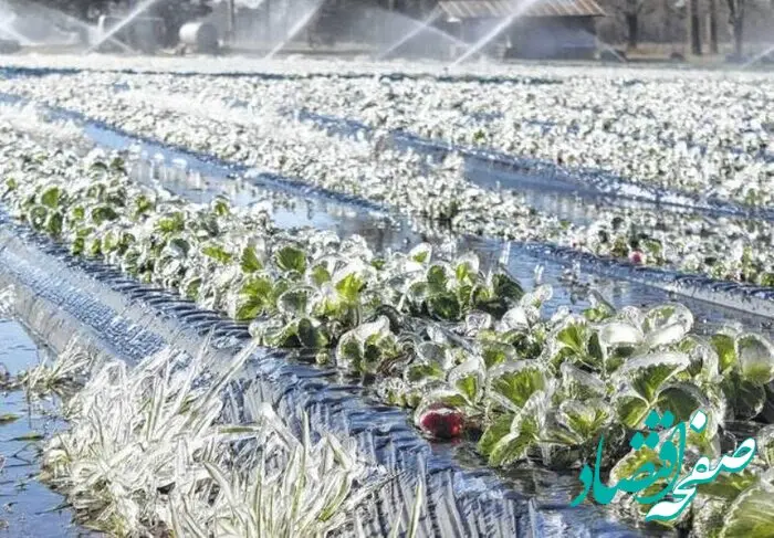 آخرین خبر از خسارات سرمازدگی مزارع گندم امروز ۲۴ اردیبهشت ۱۴۰۴
