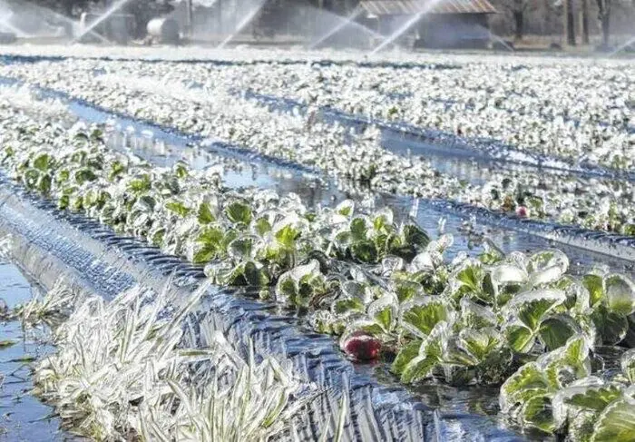آخرین خبر از خسارات سرمازدگی مزارع گندم امروز ۲۴ اردیبهشت ۱۴۰۴