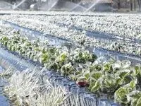 آخرین خبر از خسارات سرمازدگی مزارع گندم امروز ۲۴ اردیبهشت ۱۴۰۴