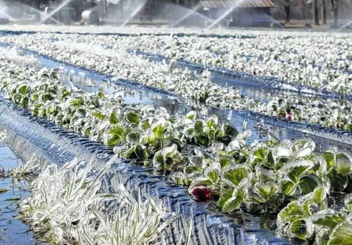 آخرین خبر از خسارات سرمازدگی مزارع گندم امروز ۲۴ اردیبهشت ۱۴۰۴