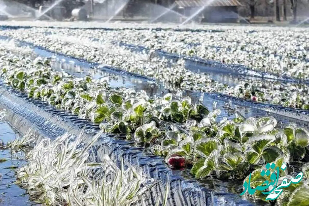 آخرین خبر از خسارات سرمازدگی مزارع گندم امروز ۲۴ اردیبهشت ۱۴۰۴