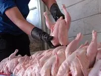 اثر شوک‌های اقتصادی در زنجیره مرغ تا چه زمانی باقی می‌ماند؟