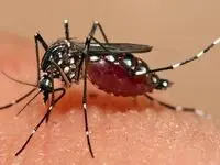 حتما بخوانید؛ تب دنگی به ۷ استان‌ کشور رسید + اینفوگرافیک